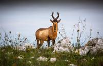 Red Hardebeest